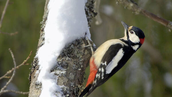 Kotipihalla voi havaita vaikkapa käpytikan. Kuva: Birdlife/Pekka Nurminen