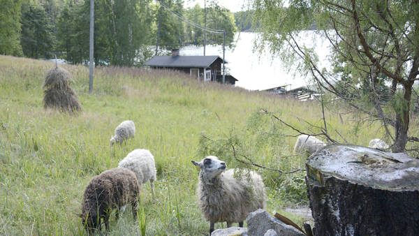 Luutsaaren idyllisessä perinnemaisemassa vietettävät lammaspaimenlomat ovat joka vuosi...