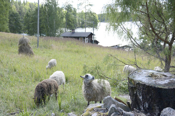 Luutsaaren idyllisessä perinnemaisemassa vietettävät lammaspaimenlomat ovat joka vuosi...