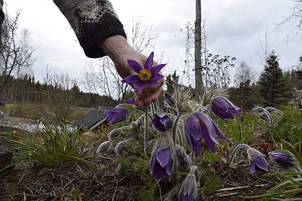 Kylmänkukka on varhaiskukkija, se ei siedä kosteaa kasvualustaa....