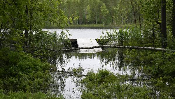 Seppo Miettisen mökillä rantaviiva on noussut parikymmentä metriä...