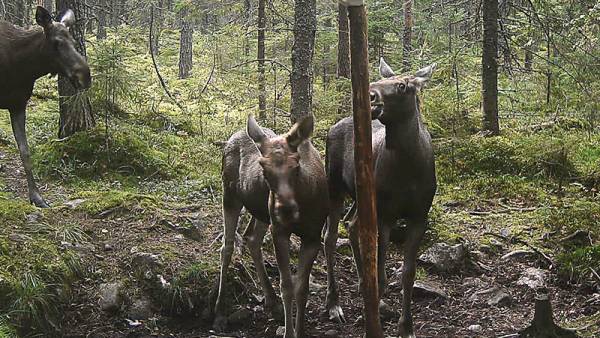 Metsästäjäliiton mukaan hirvi on saalismäärällä mitattuna tärkein riistaeläin...