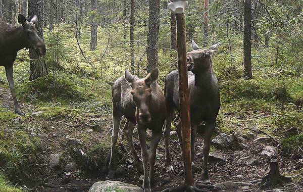 Metsästäjäliiton mukaan hirvi on saalismäärällä mitattuna tärkein riistaeläin...