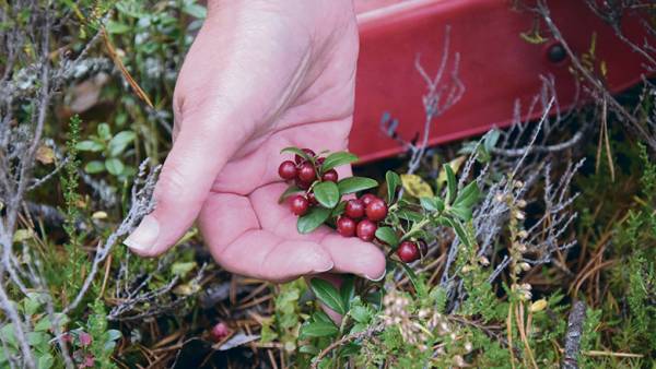 Maistuisiko toaru, eli tikkutollo? Siihen tarvitaan puolukkaa ja...