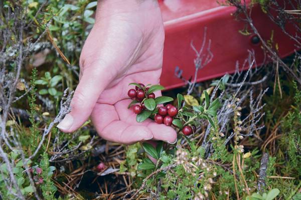 Maistuisiko toaru, eli tikkutollo? Siihen tarvitaan puolukkaa ja...