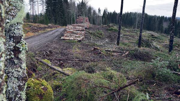 Metsäteollisuus sukeltaa, jos mediaa on uskominen. Metsän omistamisen...