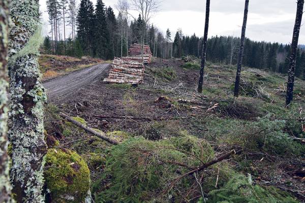 Metsäteollisuus sukeltaa, jos mediaa on uskominen. Metsän omistamisen...