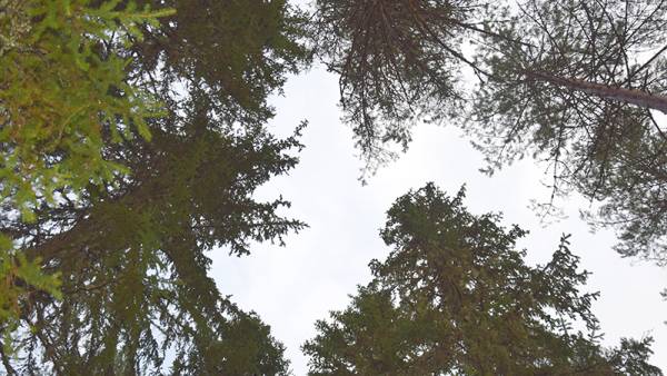 Droonikuvaus on nykyaikainen ja tehokas työkalu metsien kestävän...