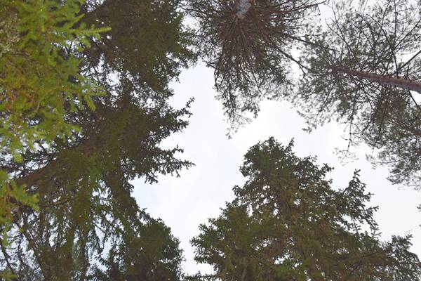 Droonikuvaus on nykyaikainen ja tehokas työkalu metsien kestävän...