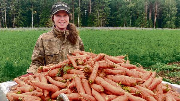 Kuhmoislaisten luomutilojen porkkanat ovat varastolajikkeita, joten kesäksi ne...