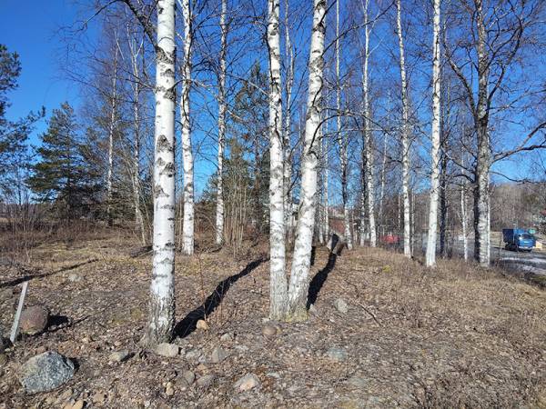 Koivun kukinta on vielä edessä päin. Ensimmäisenä keväällä...