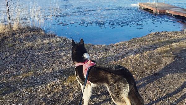 Alkaisipa uimakausi pian, miettii Ana Rekolanvuoren uimarannalla.