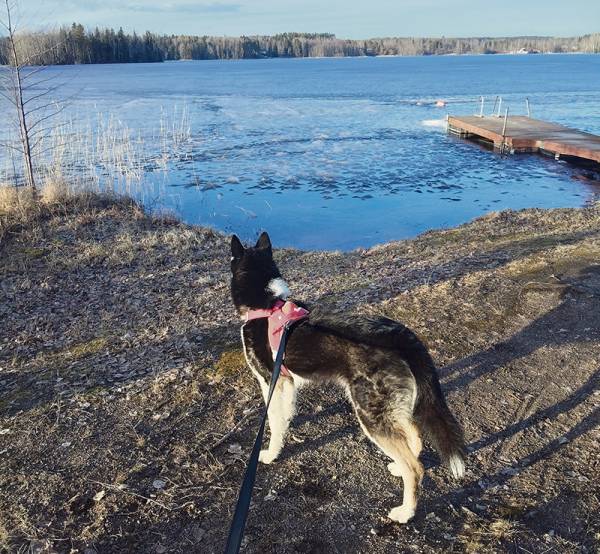 Alkaisipa uimakausi pian, miettii Ana Rekolanvuoren uimarannalla.