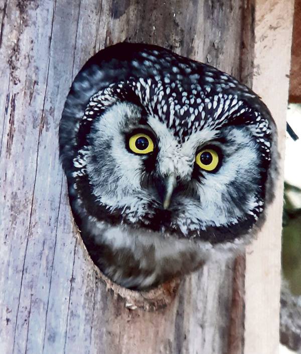 Helmipöllö on hyväksynyt uuden kortteerin. Kuva: Pekka Nuuttila