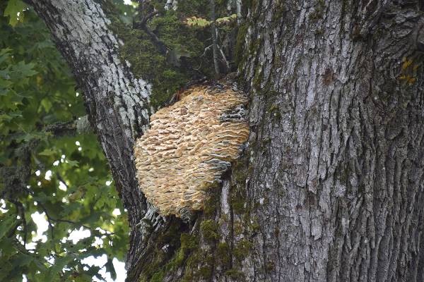 Kääpäorakkaan itiöemä ilmestyy usein oksanhaaraan kuten tässä Toritien