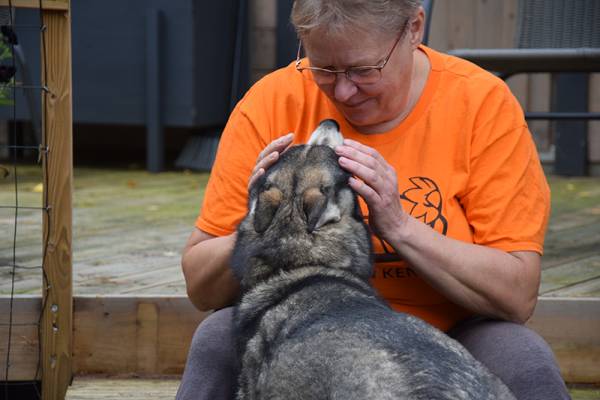 Vuokko Liimatta on tehnyt pitkän uran koiravaljakkoyrittäjänä Pohjois-Suomessa....